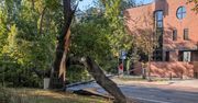 Warszawa: Drzewo runęło na latarnię i ulicę. Zablokowany przejazd