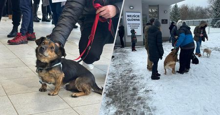 Niesamowita akcja w Krakowie. Ponad 100 psów znalazło dom