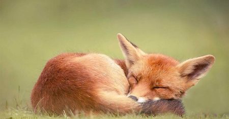 Lisy wcale nie są takie szczwane, jak mogłoby się wydawać. Ich wrażliwość pokazuje Roeselien Raimond