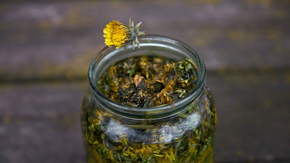 Jakie właściwości ma nalewka z mniszka lekarskiego?