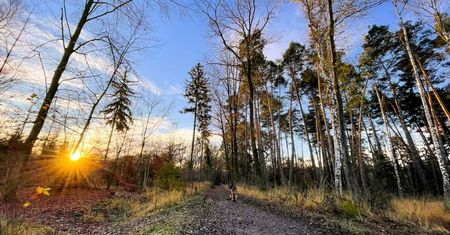 Wrocław. Las Mokrzański jest wycinany. Posłanka Lewicy reaguje i oczekuje wyjaśnień