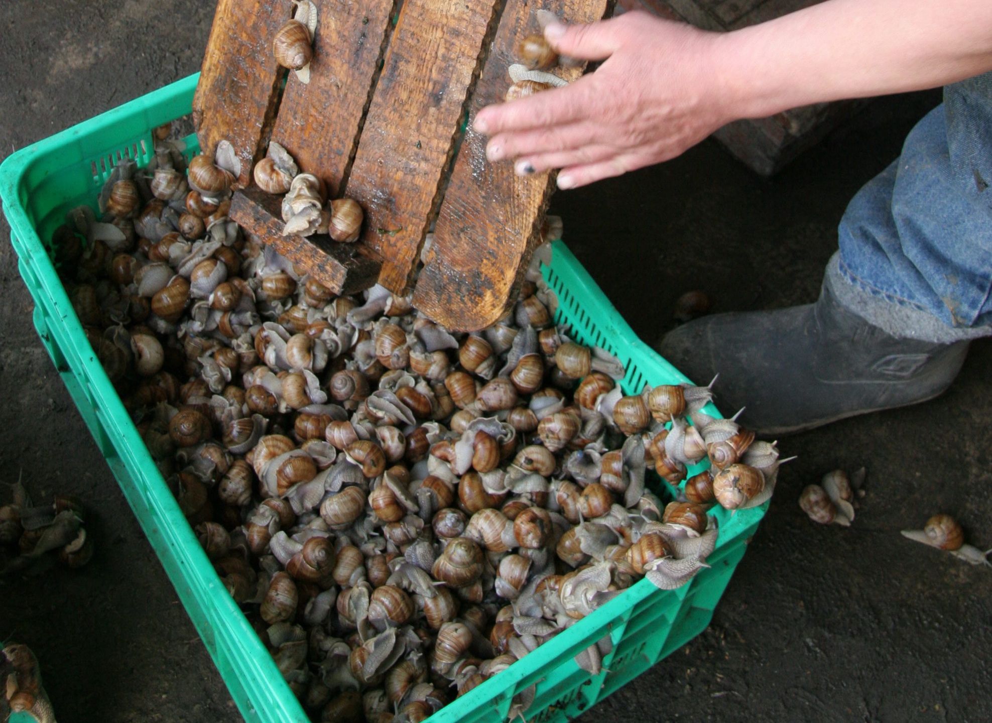 Płacą 5 zł za 1 kg. Najlepsi zbierają 12 kg w godzinę, tonę w sezon