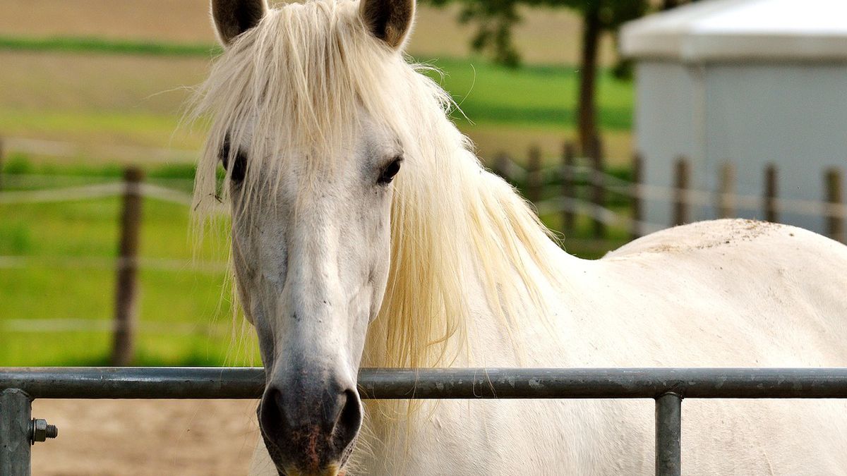 Dramat zwierząt w parku rozrywki pod Warszawą. Głodowe racje i fatalne warunki. Zdjęcie poglądowe