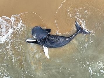 Setki martwych młodych wielorybów na plażach. Naukowcy badają tajemniczą serię zgonów