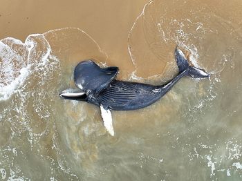 Setki martwych młodych wielorybów na plażach. Naukowcy badają tajemniczą serię zgonów