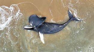 Setki martwych młodych wielorybów na plażach. Naukowcy badają tajemniczą serię zgonów