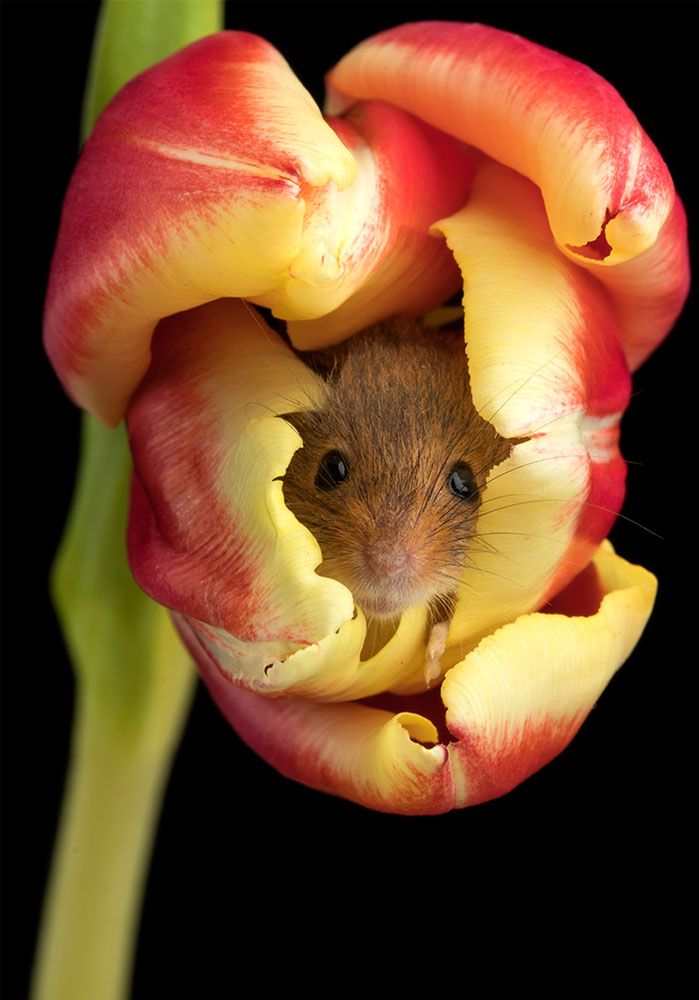 Myszki polne w tulipanach - zdjęcia, które poprawią ci nastrój na cały dzień