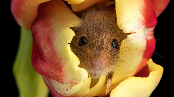 Myszki polne w tulipanach - zdjęcia, które poprawią ci nastrój na cały dzień 1