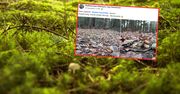 Koniec listopada zaskoczył grzybiarzy. Oto co znaleźli w lesie