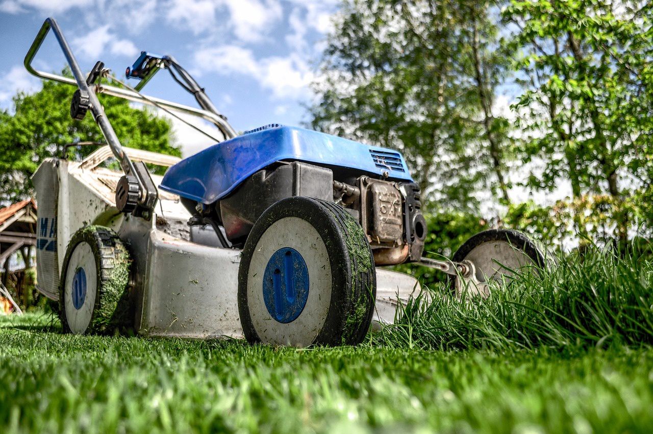 Aplikacja PLANTIS wspomoże prace w ogrodzie