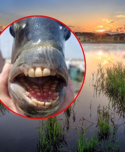 Złowił rybę z "ludzkimi zębami". W pysku miała coś jeszcze