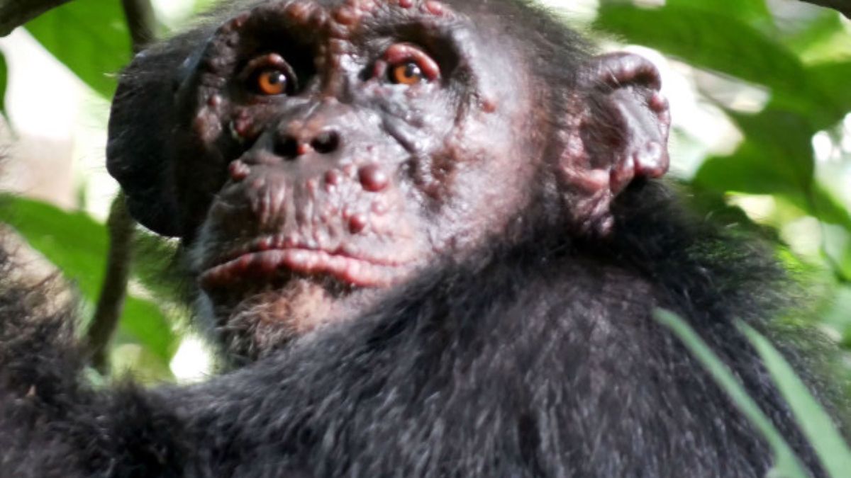 Szympans zarażony trądem