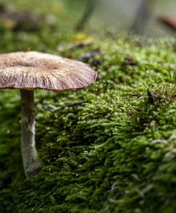 Cez-137 w grzybach za Odrą. Polski mykolog zabrał głos