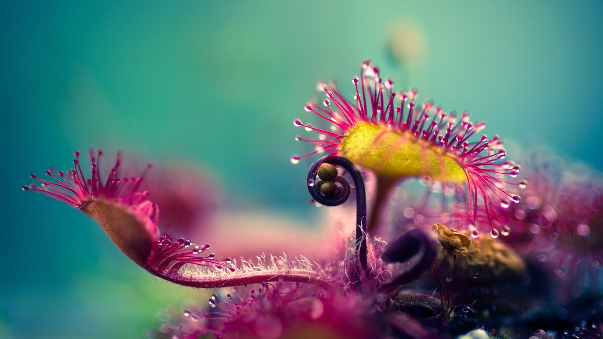 Zachwycający makroświat, czyli oko w oko z owadożernymi roślinami 1