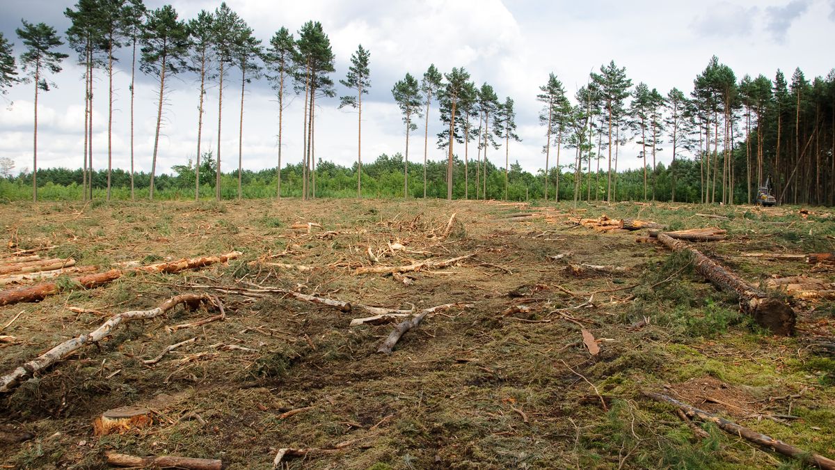 Czy w Polsce trwa wielka wycinka drzew? Lasy Państwowe zaprzeczają 