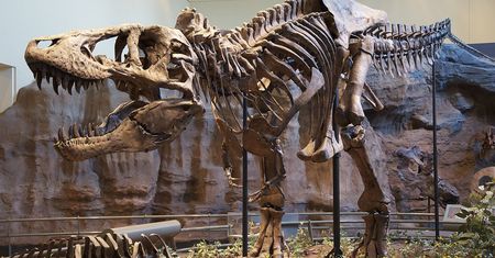 Nowe ustalenia naukowców. Tyranozaur był znacznie cięższy niż dotąd szacowano