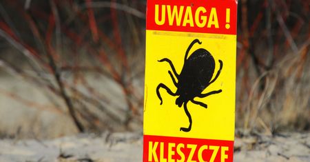 Jak uniknąć boreliozy? Dr Grzesiowski o groźnych kleszczach