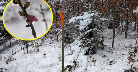 Pierwsze oznaki wiosny? Leśnicy pokazali wymowne zdjęcie z Bieszczadów