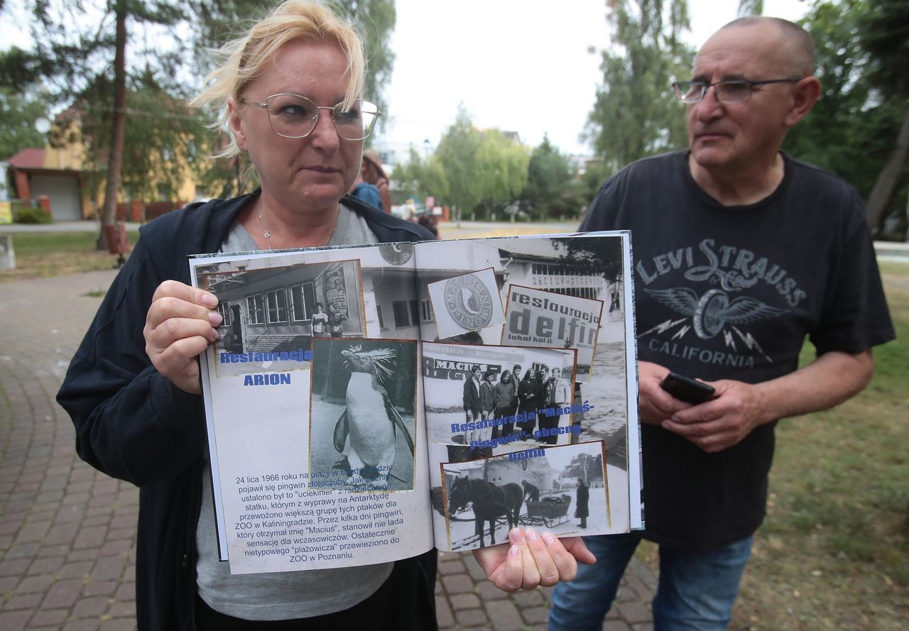 Międzywodzie: Pingwin Maciuś wraca do miasta. Powstanie pomnik niezwykłego gościa z 1966 roku