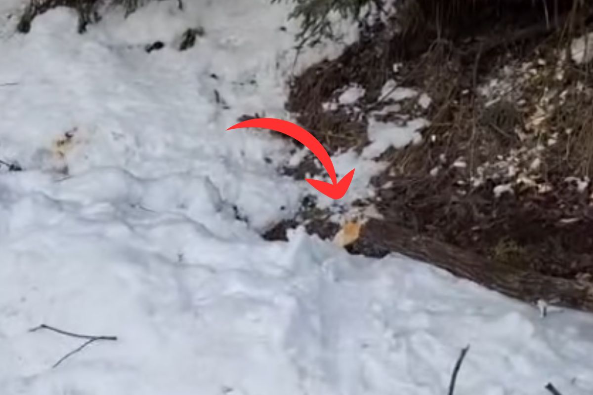 Leśnicy pokazali nagranie. Oto co zrobiły bobry w Tatrach