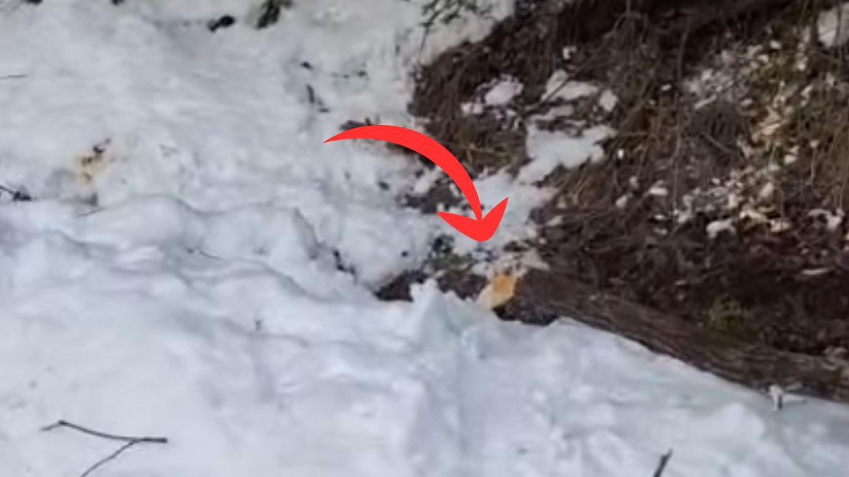  Bobry z Morskiego Oka zaskakują swoją aktywnością