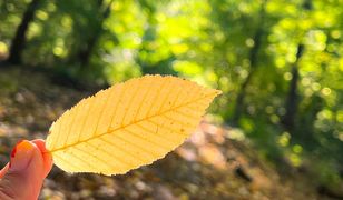 Prognoza na 16 dni. Taki będzie początek października