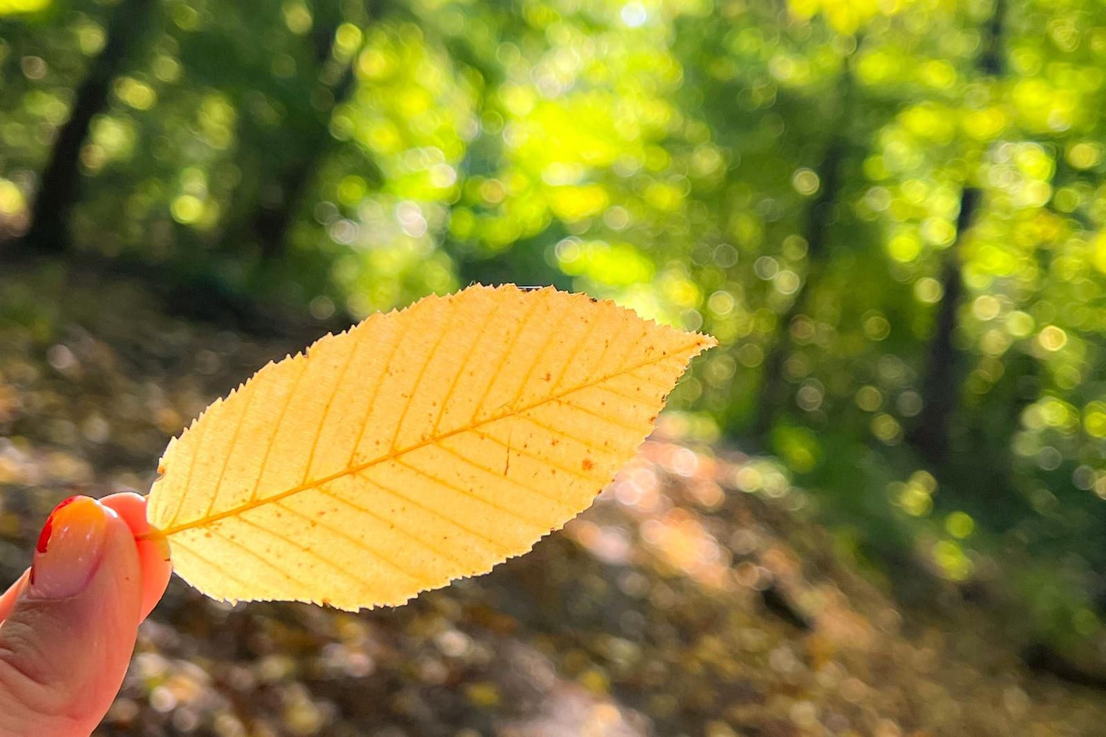 Co przyniesie październik? Najpierw ochłodzenie, później poprawa pogody