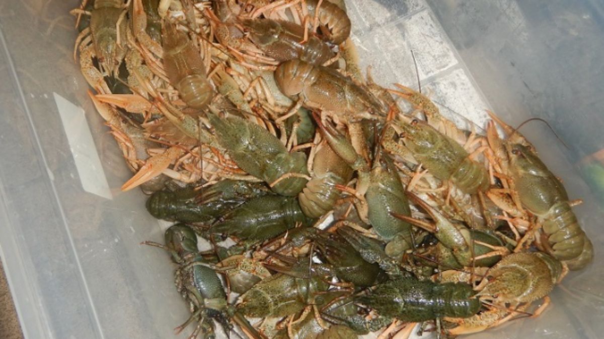 Funkcjonariusze  na przejściu drogowym w Dorohusku funkcjonariusze dwukrotnie ujawnili przemyt raków błotnych. 