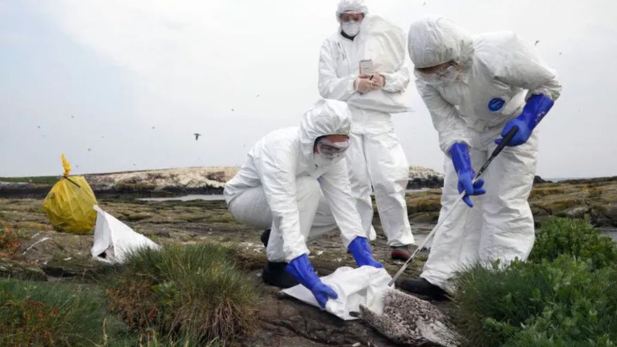 Zagrożenie ptasią grypą w Wielkopolsce. Trwa weryfikacja ogniska