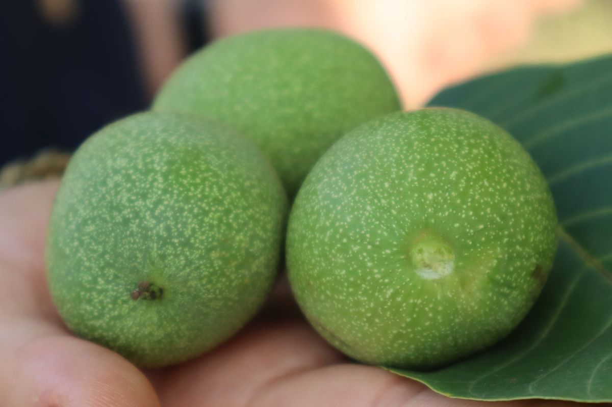 Green walnuts