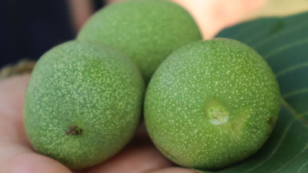 Zielone orzechy włoskie 