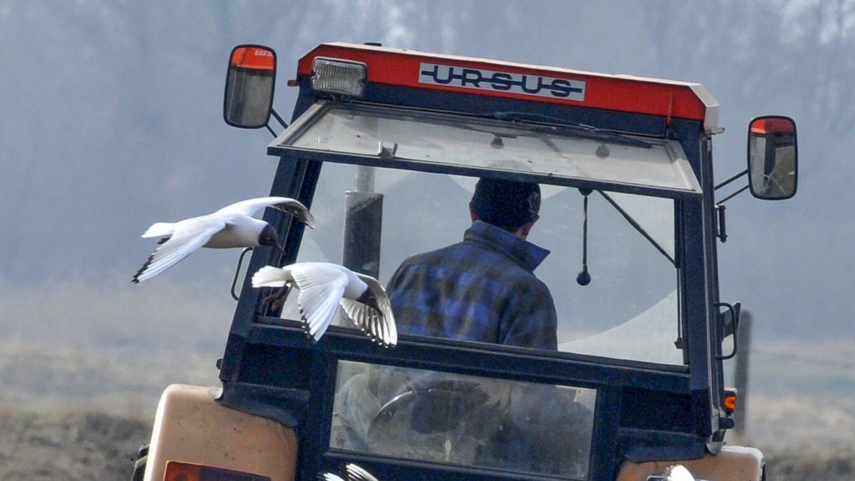 reporter8_baza29.03.2015 Rolnik orze pole a za plugiem ciagnie sie sznur mew Ptaki wykorzystuja sytuacje W rozdartej ziemi z latwoscia znajduja smakolyki - robale Fot. Piotr Kamionka/REPORTERPiotr Kamionka/REPORTER