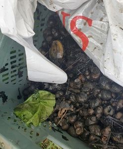 Warszawa. Łowili ślimaki w rezerwacie. Interweniowała straż miejska