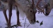 Renifery w Finlandii zagrożone wymarciem. Przyczyną zmiany klimatyczne