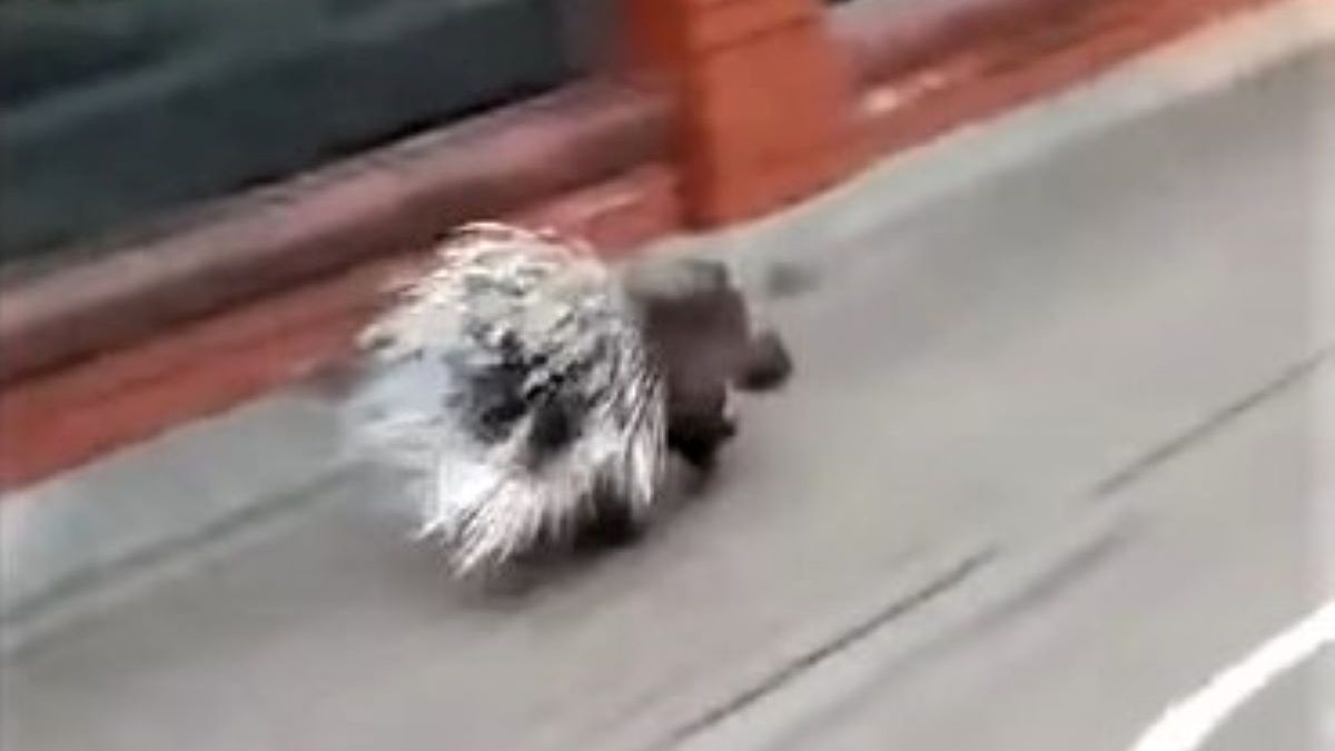 Jeżozwierz biegał ulicami Bielska Podlaskiego 