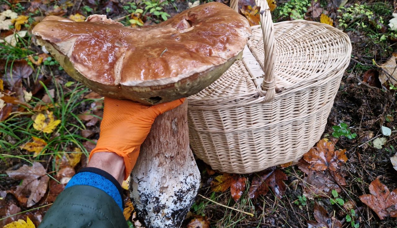 Miał 2,25 kg. I nagle taka informacja. Ludzie się zdziwili