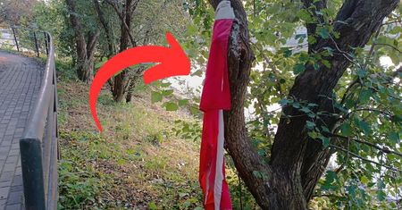 Pomięta flaga na drzewie. Straż Miejska upomina za brak szacunku