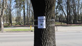 Wycinki drzew na Króla Kazimierza Wielkiego w Olkuszu nie będzie. Na projekt przebudowy wydano już 200 tysięcy złotych
