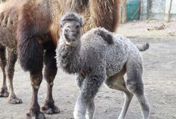 Warszawskie Zoo ma nowego mieszkańca. Na świat przyszła Mania