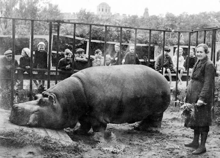 To zwierzę przeżyło oblężenie Leningradu. Karmiono je trocinami