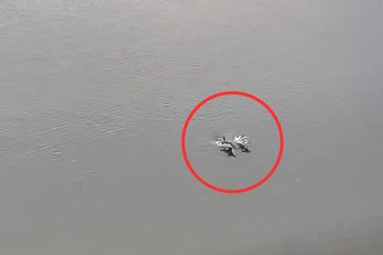 Delfiny w Odrze. Jest rozpoznanie. Pomylili je z morświnami