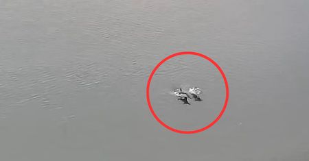 Delfiny w Odrze. Jest rozpoznanie. Pomylili je z morświnami