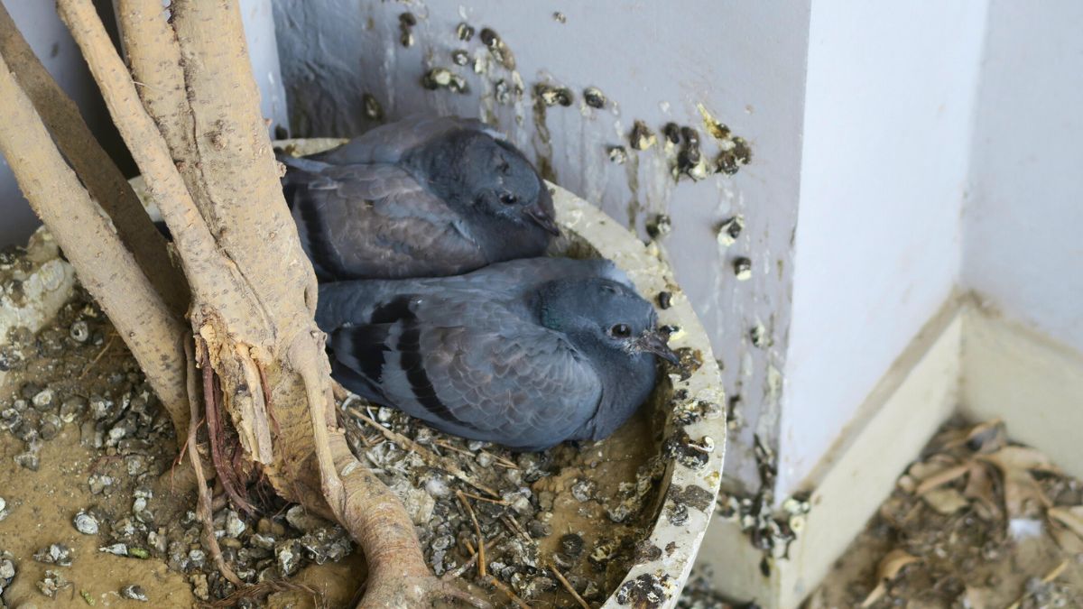 Gołębie na brudnym balkonie