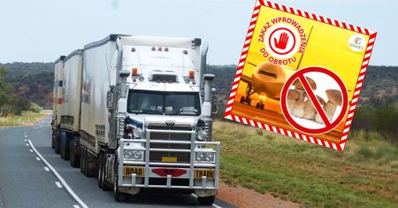 Służby zatrzymały transport borowików. Odrażające odkrycie