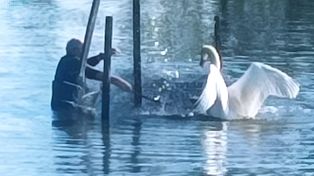 Park Suble w Tychach. Akcja uwalniania łabędzich piskląt