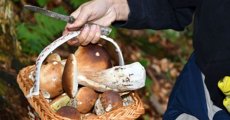 Policja ostrzega. O tym trzeba pamiętać w trakcie grzybobrania