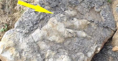 Naukowcy nie mogli uwierzyć. "Po prostu wyszła i znalazła to na plaży"