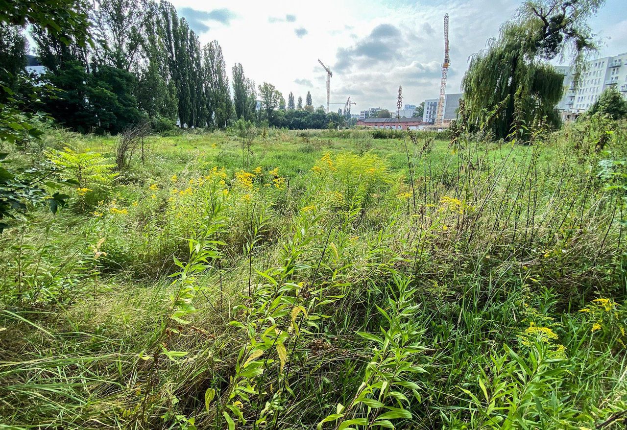 Wrocław. Jak urządzić Park Krzycki? Ruszają konsultacje