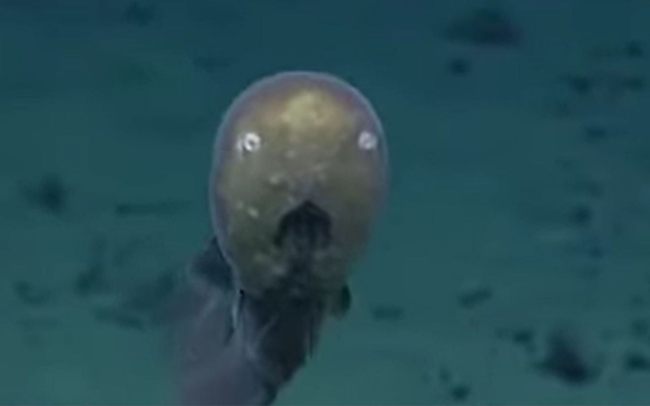 "Ryba bez twarzy". To było pierwsze spotkanie od 150 lat