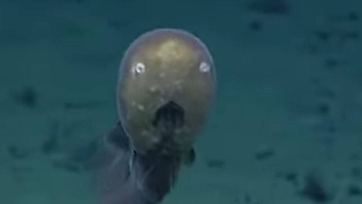 "Ryba bez twarzy" na nagraniu 